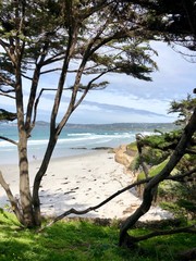 Carmel beach and cypress tree