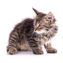 Obraz premium Fluffy, striped kitten sits sideways. Isolated on a white background