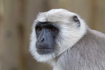 Close up portrait of grey Hanuman langur