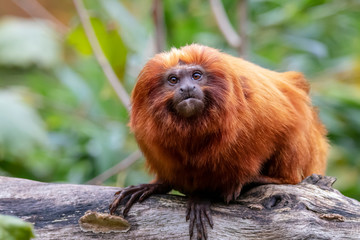 Close up of Golden lion tamarin monkey on tree