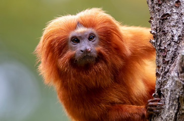 Close up of Golden lion tamarin monkey on tree