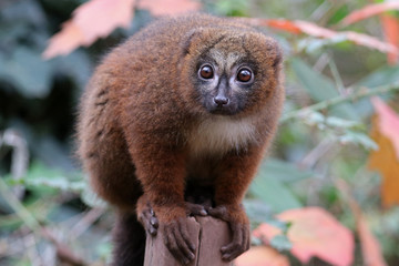 Red bellied lemur in natural habitat