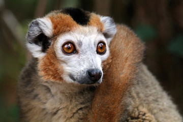 Obraz premium portrait of cute crowned lemur in natural habitat