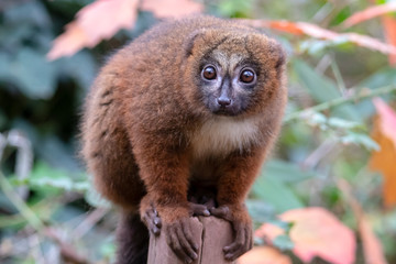 Red bellied lemur in natural habitat
