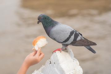 Feeding a city dove: a child's hand stretches out a bun to a pigeon.
