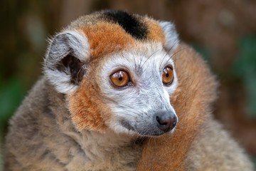 Obraz premium portrait of cute crowned lemur in natural habitat
