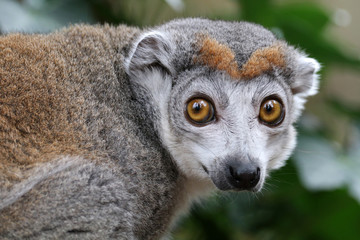 portrait of cute crowned lemur in natural habitat © Edwin Butter