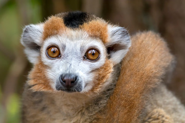 portrait of cute crowned lemur in natural habitat - obrazy, fototapety, plakaty