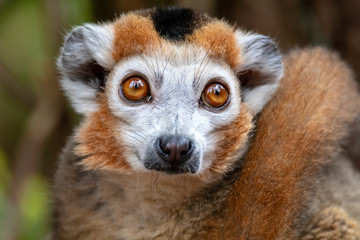 portrait of cute crowned lemur in natural habitat © Edwin Butter
