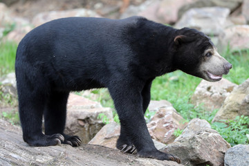 Black bear standing on stones in zoo