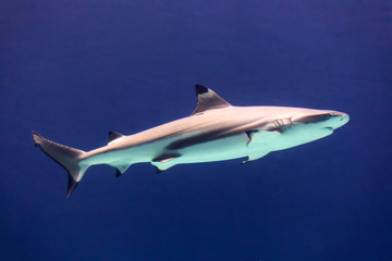 large white shark in blue water