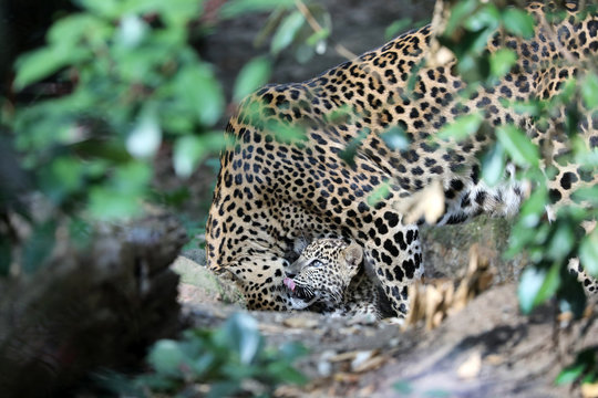 close-up photo of wild Sri Lankan leopard with cub in nature