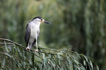 Black-crowned night heron on tree branch