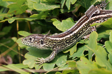 close up of brown lizard on green leaves