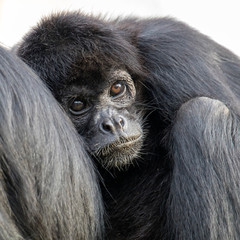 Colombian black spider monkey outdoors