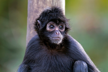 Colombian black spider monkey outdoors