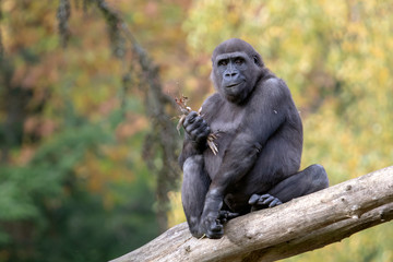 Back gorilla eating leaves in natural habitat