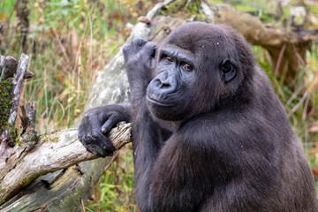 Beautiful Back gorilla in natural habitat