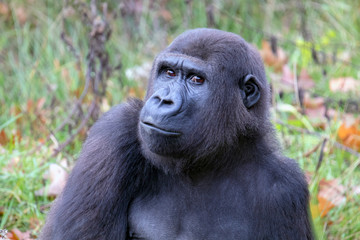 Beautiful Back gorilla in natural habitat