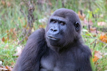 Beautiful Back gorilla in natural habitat