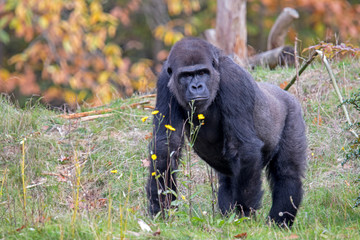 Beautiful Back gorilla in natural habitat