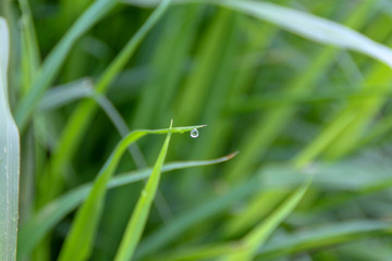 water drops on the green grass in the morning.