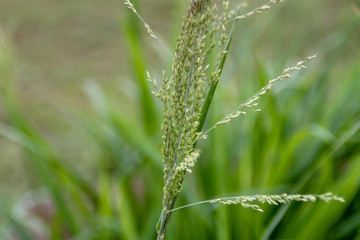 Fresh grass seeds on nature background.