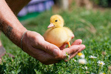 Hand holding newborn baby Muscovy duckling