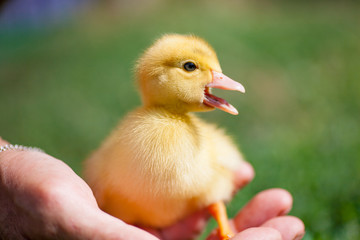 Hand holding newborn baby Muscovy duckling