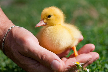 Hand holding newborn baby Muscovy duckling