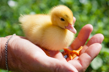 Hand holding newborn baby Muscovy duckling