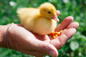Hand holding newborn baby Muscovy duckling