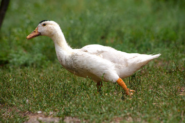Female adult white Campbell domestic breed duck