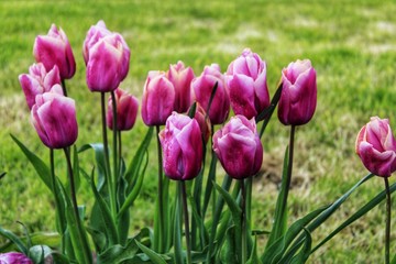 Pink tulips on green background in early morning