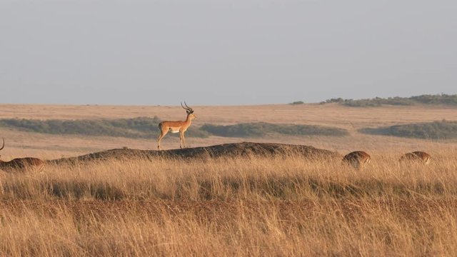 an impala on a mound stands guard at masai mara national reserve in kenya, africa- a 4K 60p clip