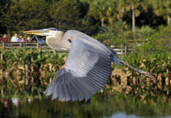 Obraz premium The Great Blue Heron in the Florida Everglades