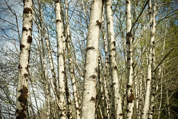 Tree Trunks