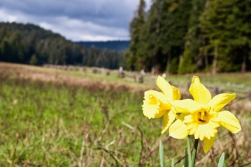 Yellow Flowers in Meadow