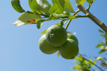 Green mandarins fruits on the tree - Image