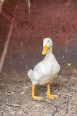 little duckling newly hatched at warm cozy nest.