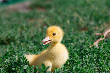 Little yellow ducklings on hay