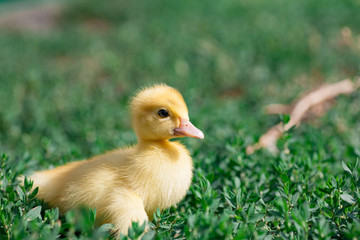 Little yellow ducklings on hay