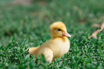 Little yellow ducklings on hay