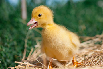 little duckling newly hatched at warm cozy nest.