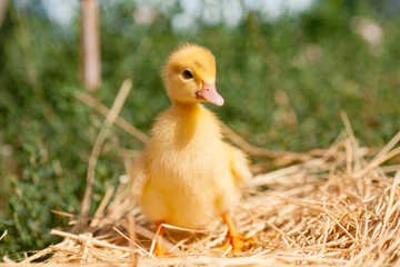 little duckling newly hatched at warm cozy nest.