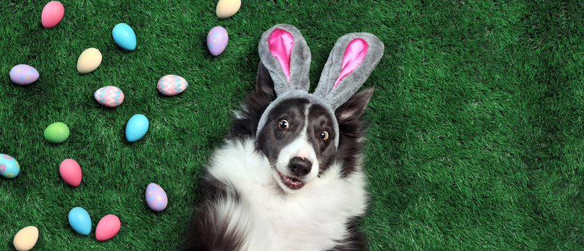 Happy dog with bunny ears surrounded by Easter eggs