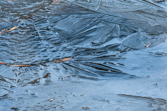 Pine Needles and Ice