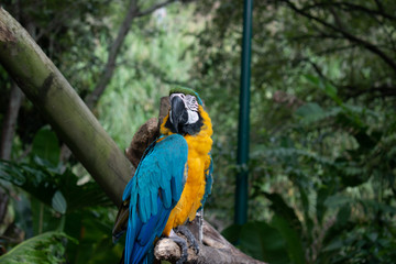 loro