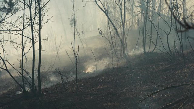 Fire in forest destroys nature - (4K)	