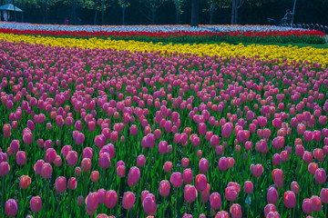 field of tulips